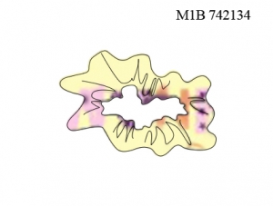 INNAMORE THOUGHTS M1B742134