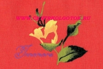 ЦВЕТОВАЯ КАРТА INNAMORE PEONIES IMD